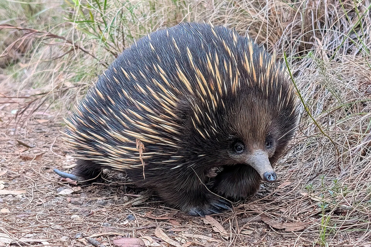 A short-beaked echidna with dark brown fur and pale spines walking on a bare track beside dry grass.