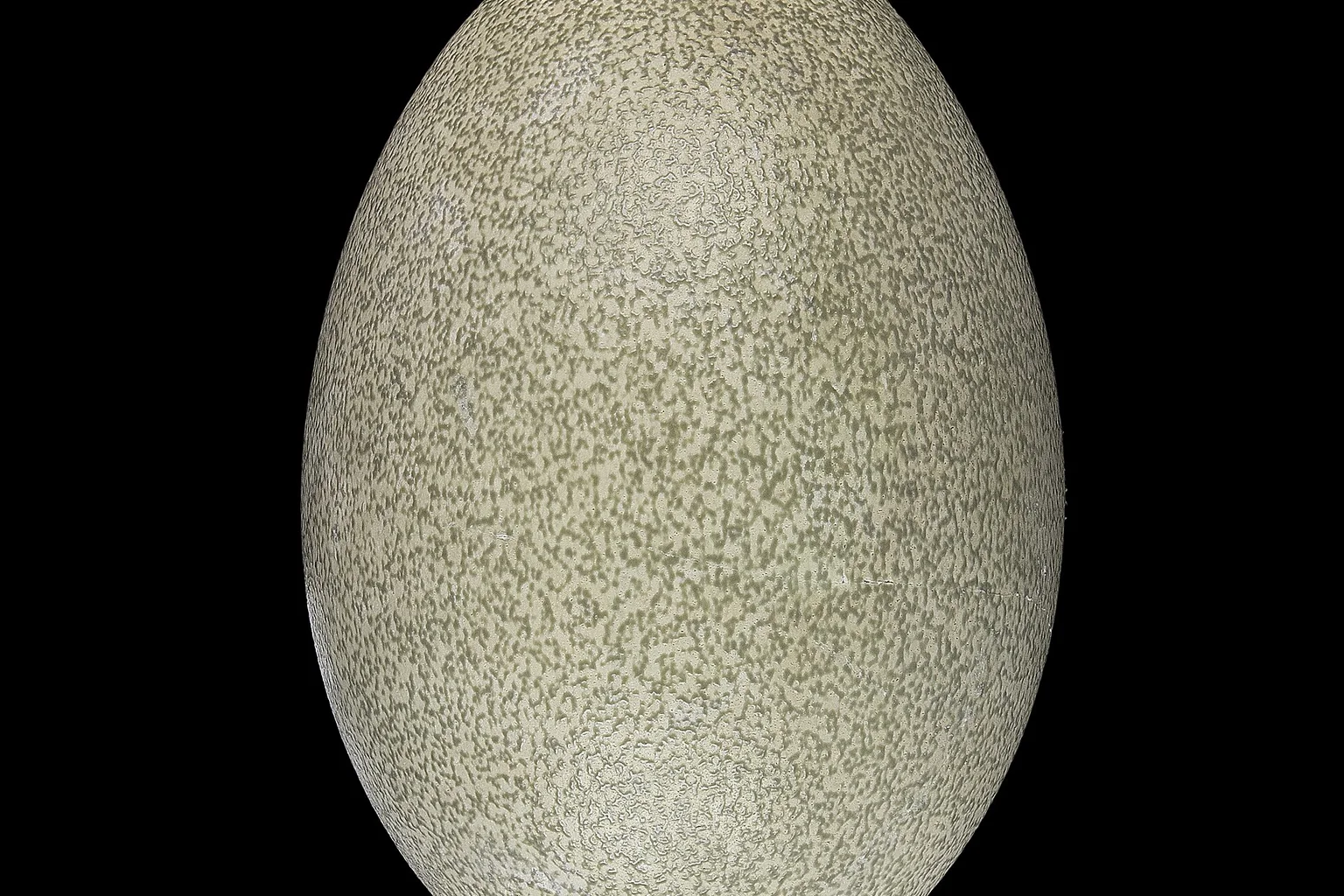 A single large speckled green-grey southern cassowary egg on a black background with a 1 cm scale bar.