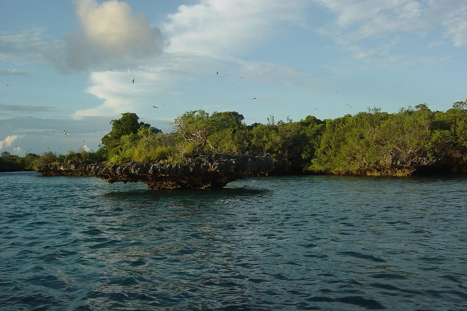 A rugged coral rock shoreline topped with green scrub and trees on Aldabra Atoll, with calm blue water and a few seabirds in the sky.