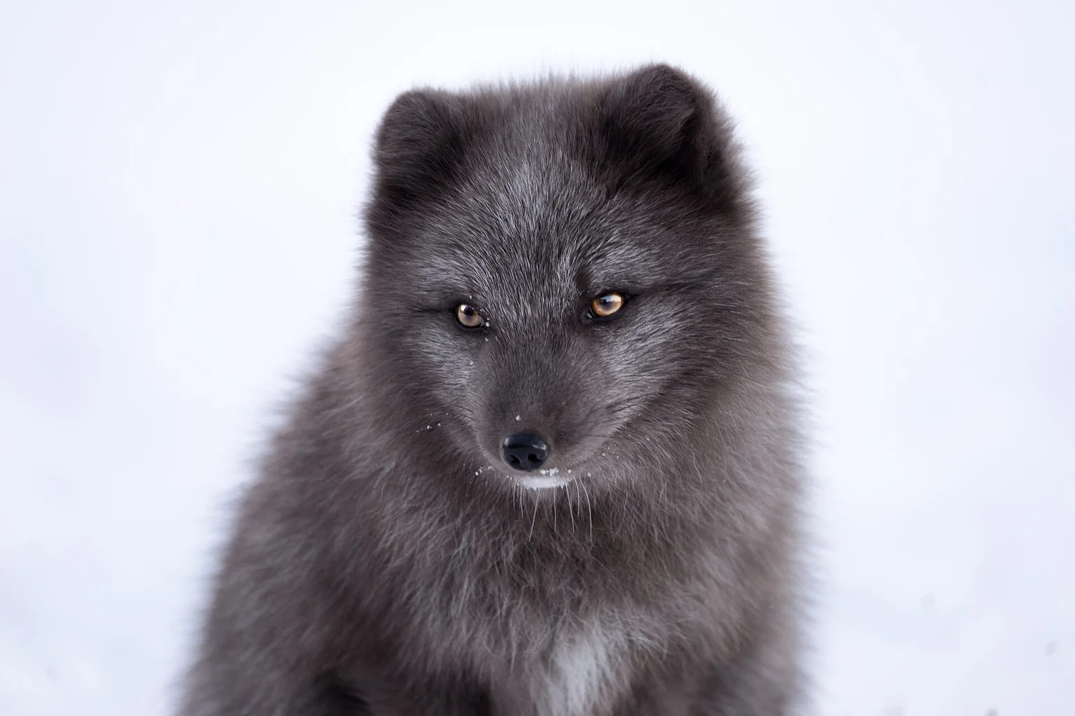 Close portrait of a dark grey-blue Arctic fox with amber eyes against a white snowy background