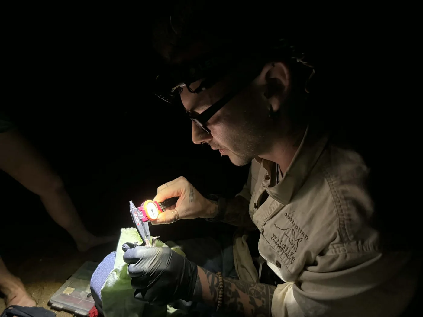 Oli Aylen at night, wearing glasses and a headlamp, measuring a small bat with calipers.