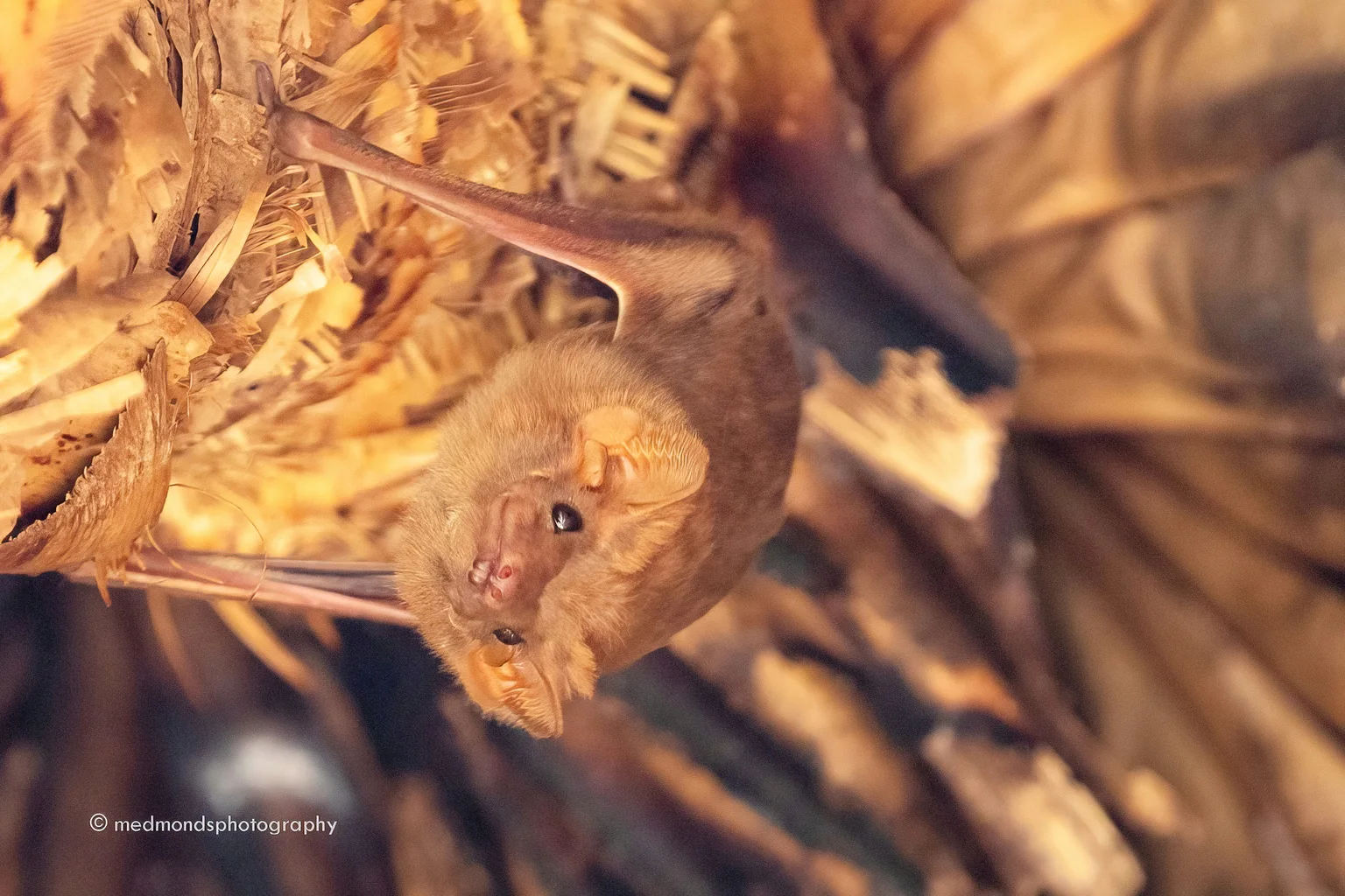 A small, golden-brown Arnhem sheath-tailed bat with dark eyes and rounded ears, clinging to dry palm fronds.
