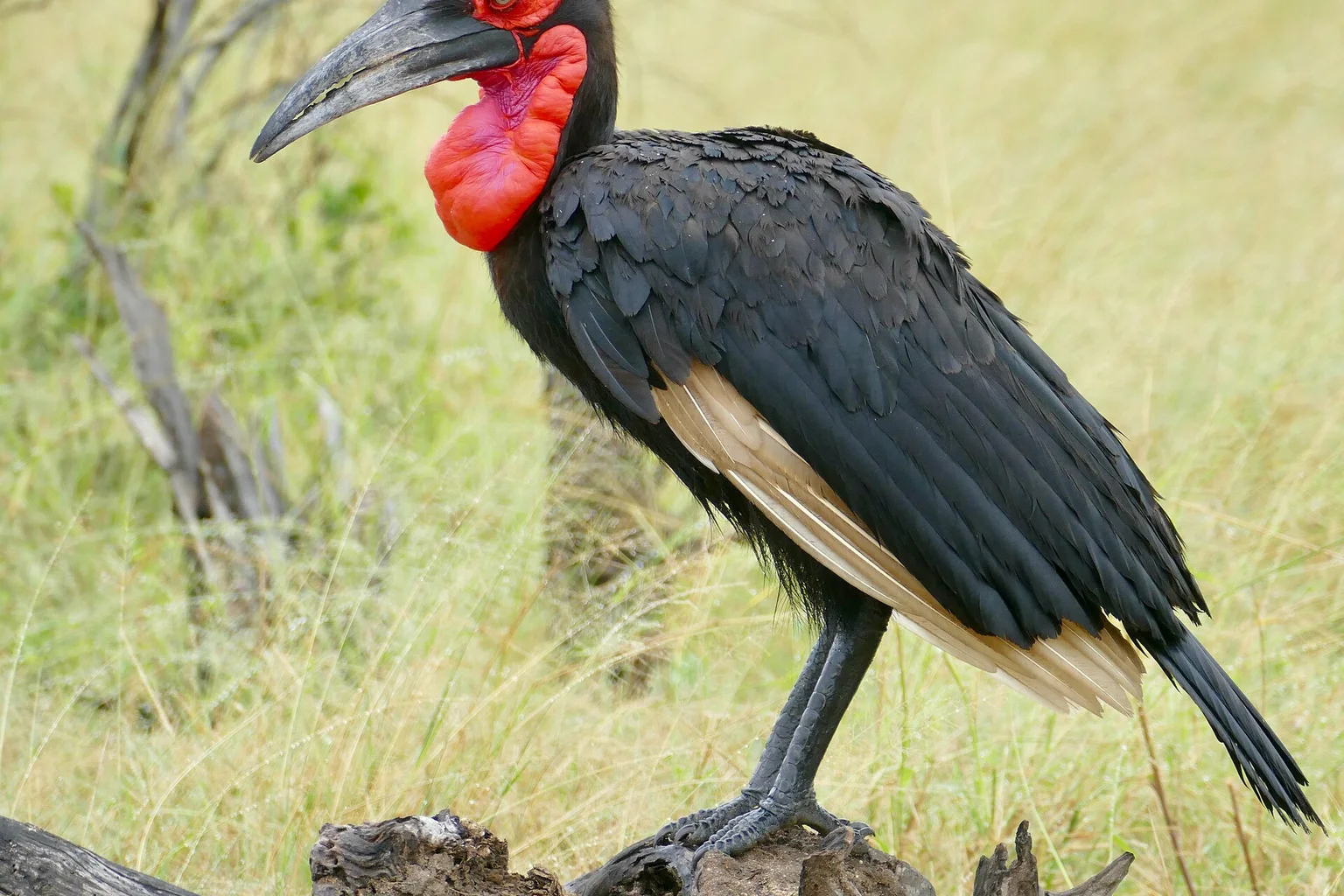 A black southern ground hornbill with a red face and throat pouch stands on a weathered log in dry grassland.