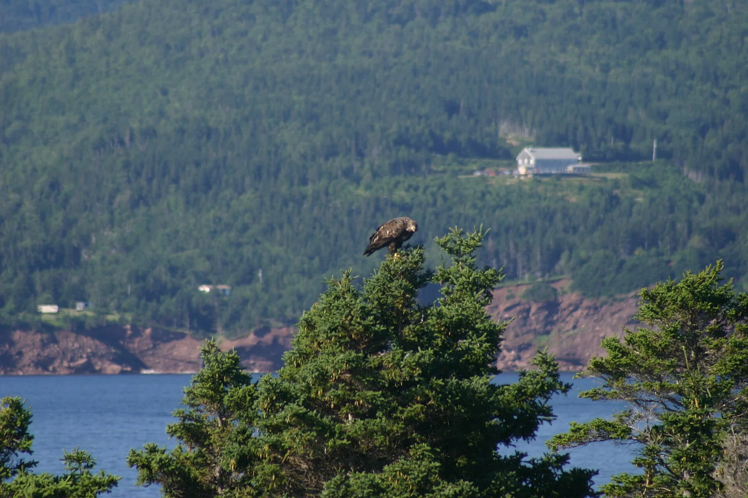 A brown immature bald eagle perched on the top of a green spruce tree, with blue water and rocky cliffs and a white house on the wooded hillside behind it.