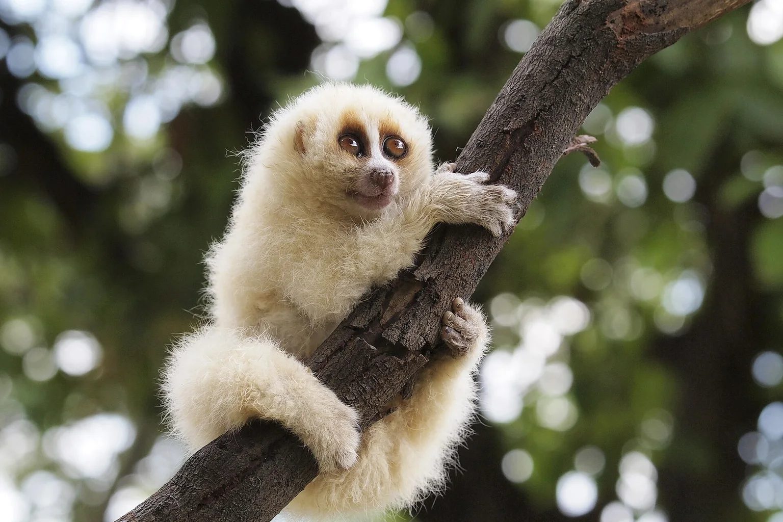 A fluffy cream-colored slow loris with large brown eyes gripping a tree branch against a blurred green background.