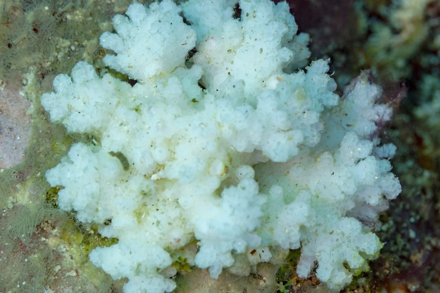 Close-up underwater view of a pale white cauliflower coral colony surrounded by algae-covered reef