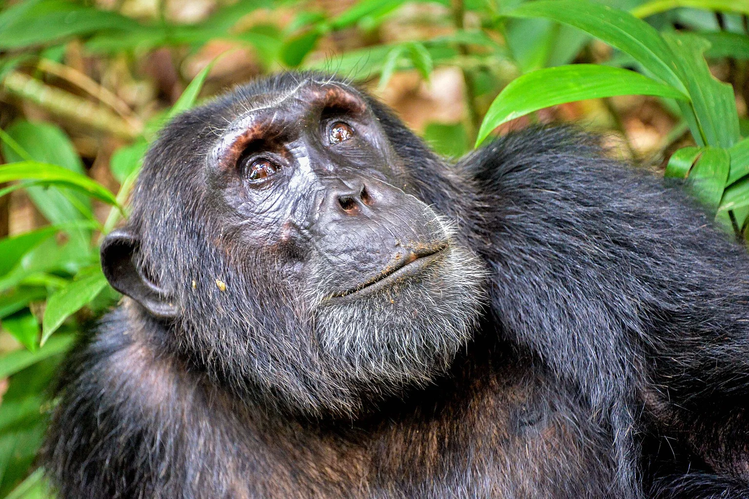 Adult chimpanzee with dark fur and a graying chin looking upward among green leaves