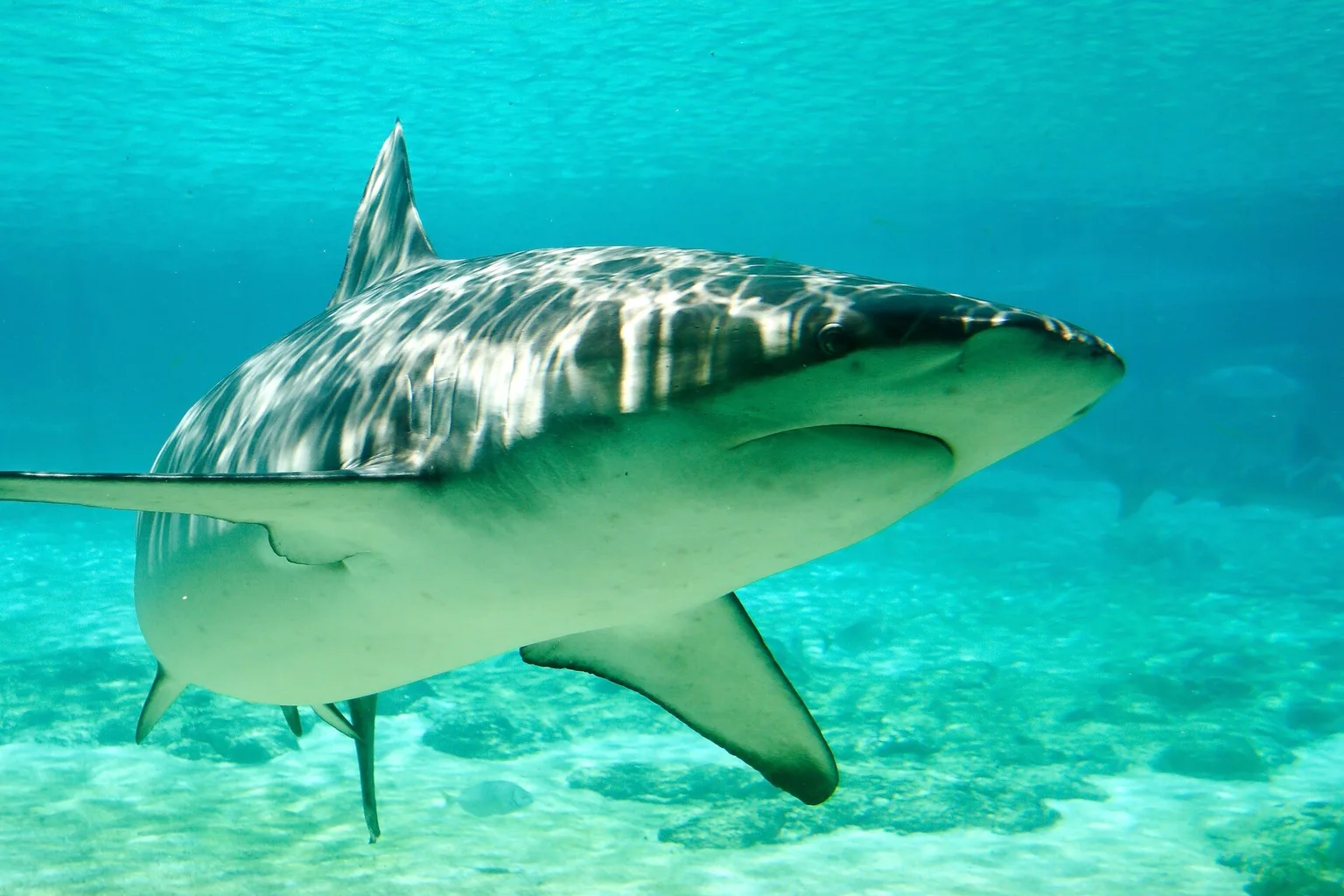 A dusky shark seen from the front swimming in turquoise water with sunlight rippling across its back.
