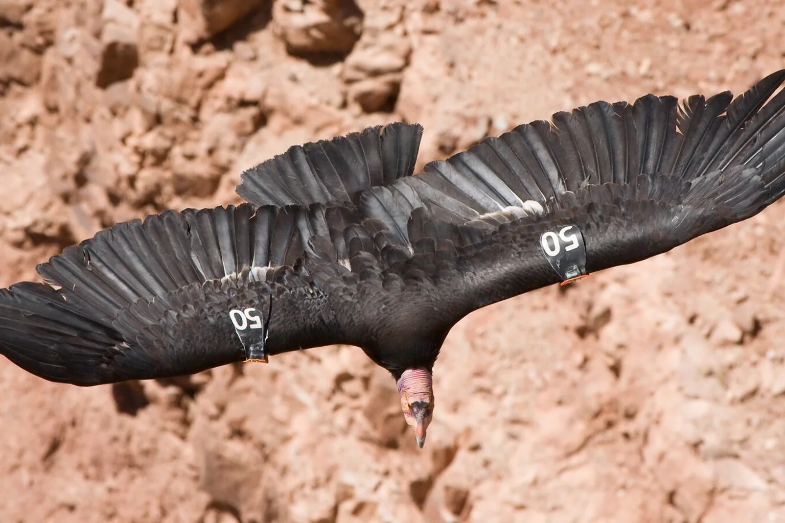 A California condor with numbered wing tags glides with wings spread above red rocky canyon terrain.