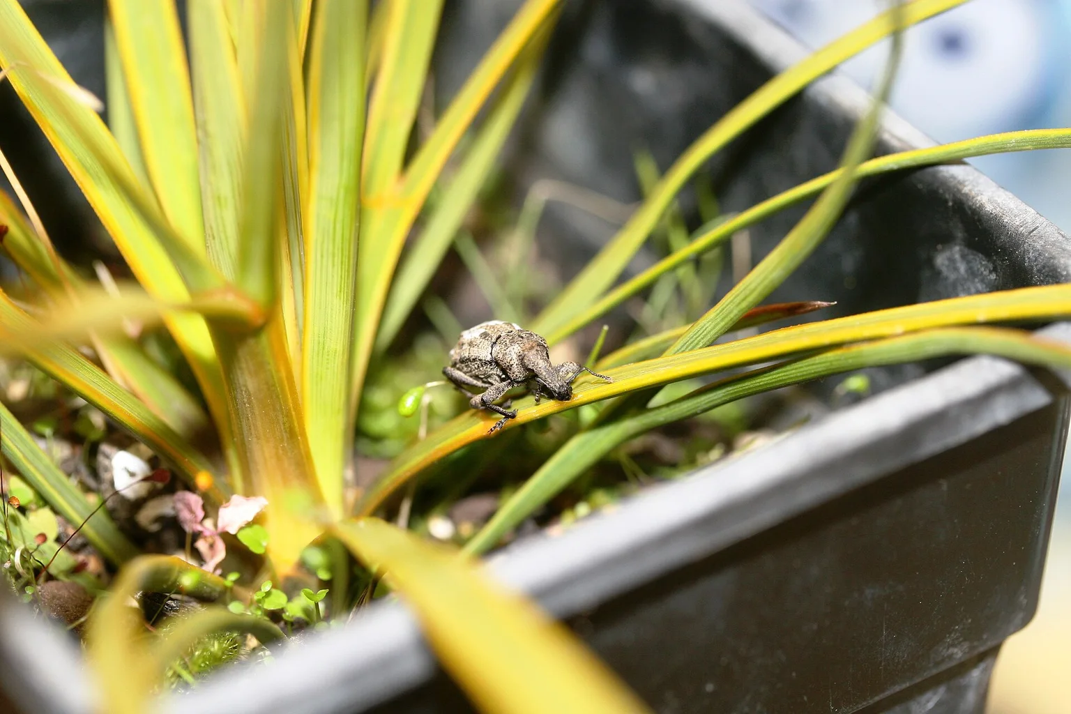 A small grey-brown knobbled weevil sits on a green and yellow speargrass leaf inside a black container.
