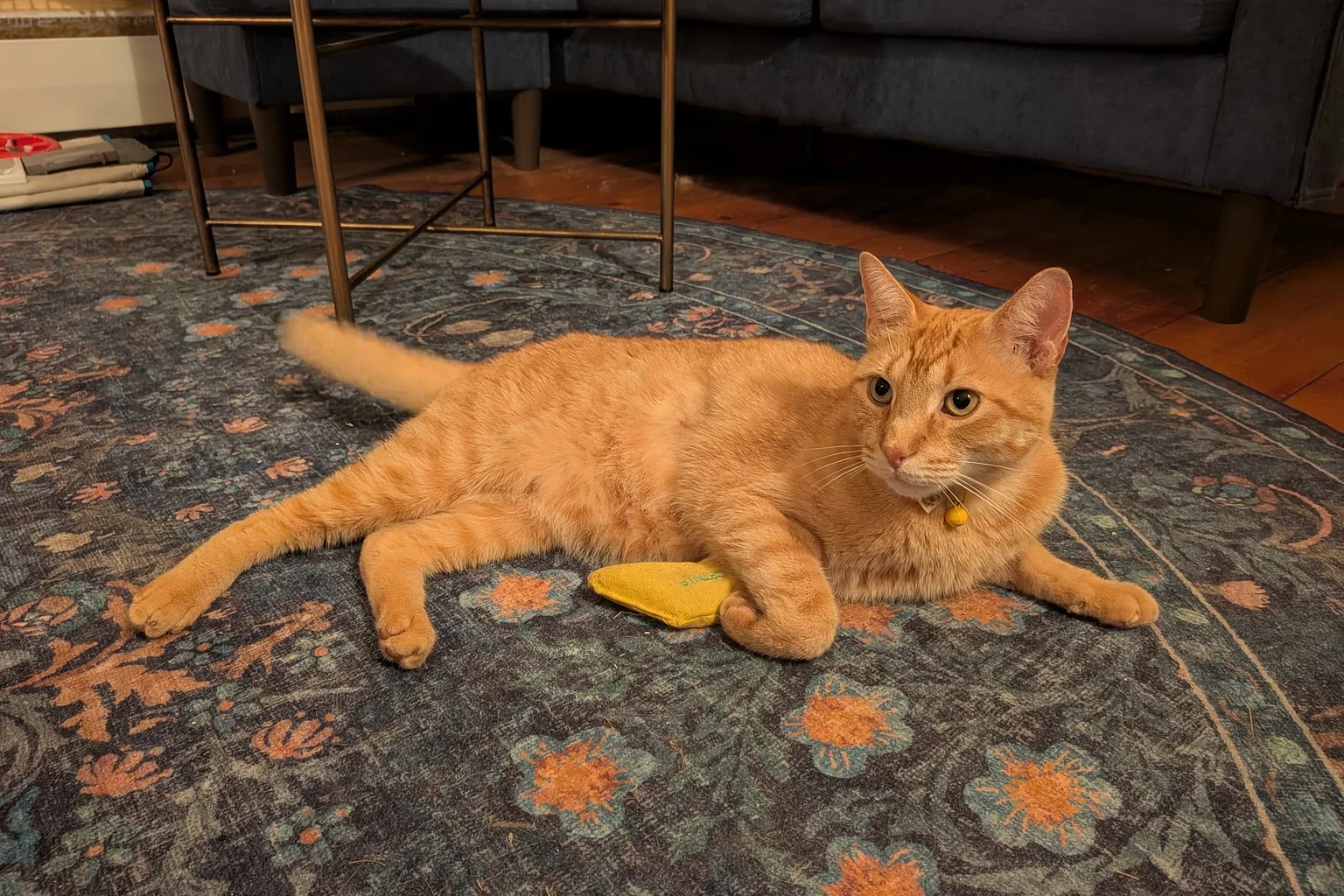 Orange tabby cat with a yellow bell collar lying on a patterned blue rug in a living room next to a yellow toy