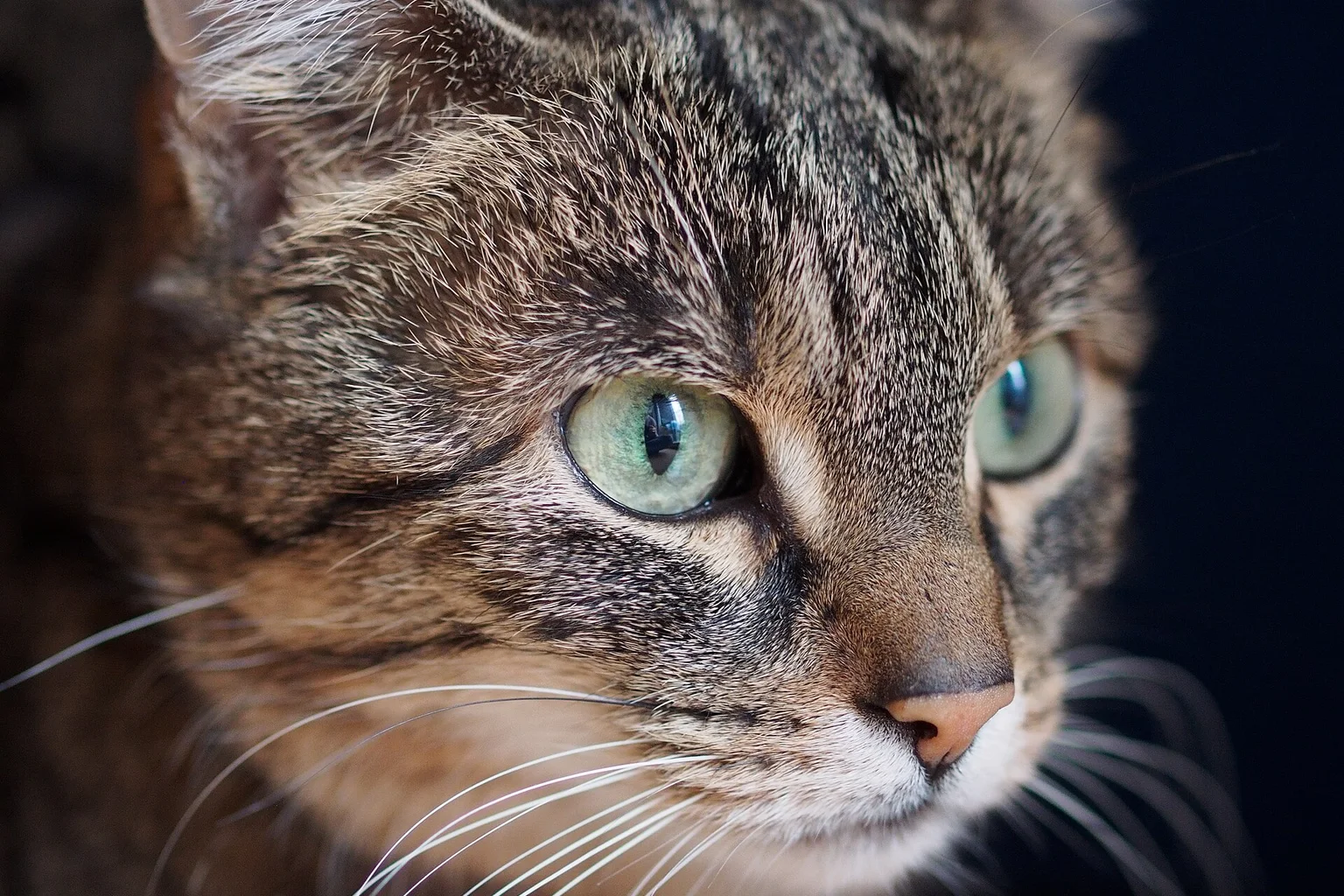 Close-up portrait of a brown tabby cat with green eyes looking to the side against a dark background