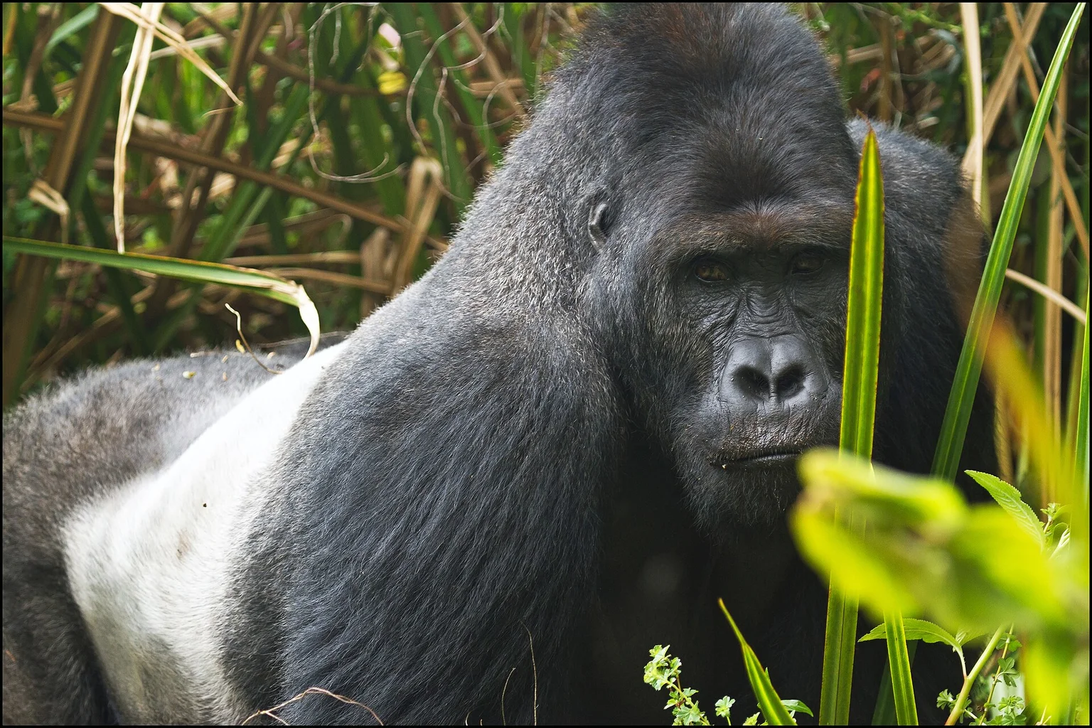 Close-up of a large silverback gorilla with a silvery back, staring toward the camera through green and dry grass.