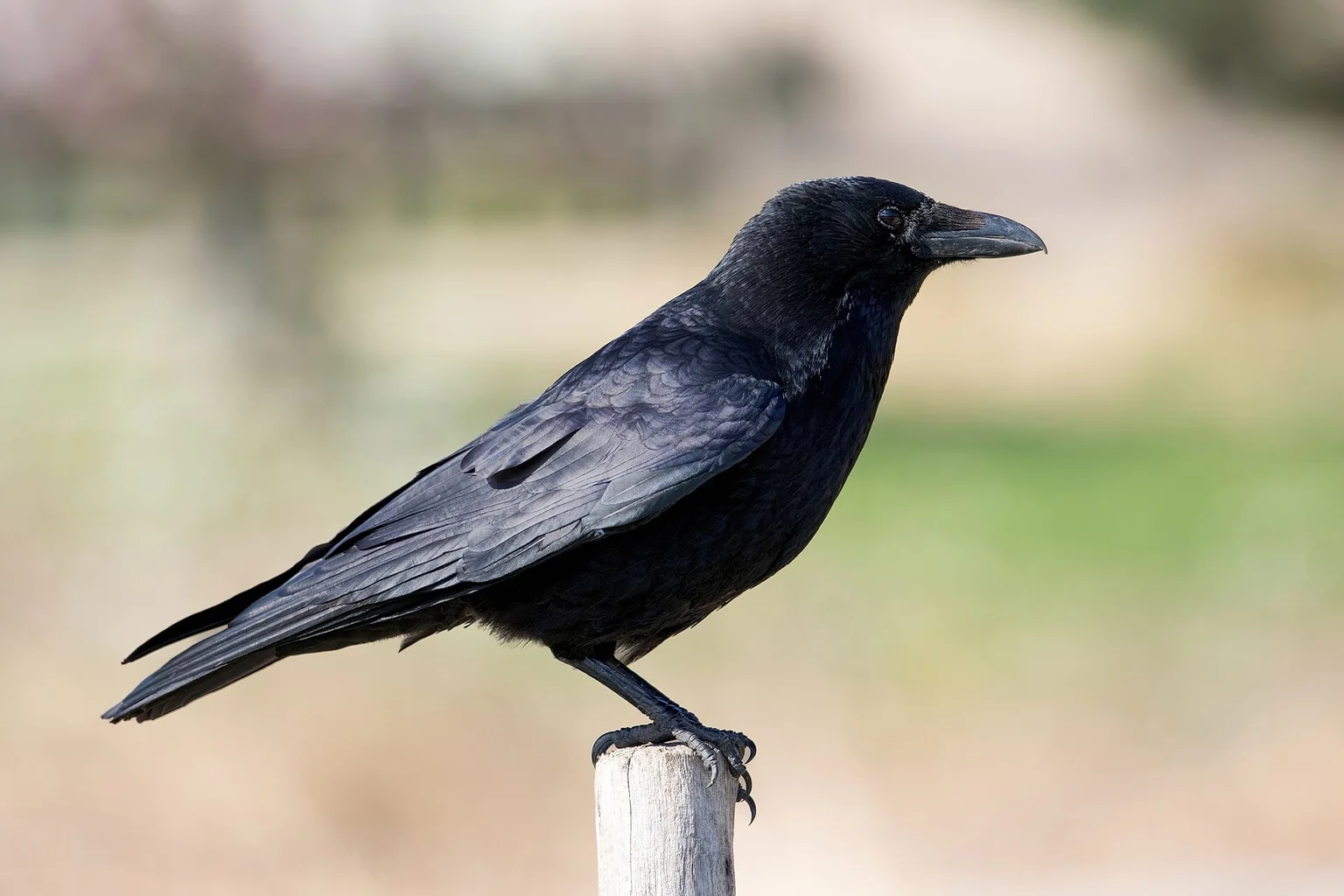 Carrion crow in side profile perched on a wooden post against a soft blurred background