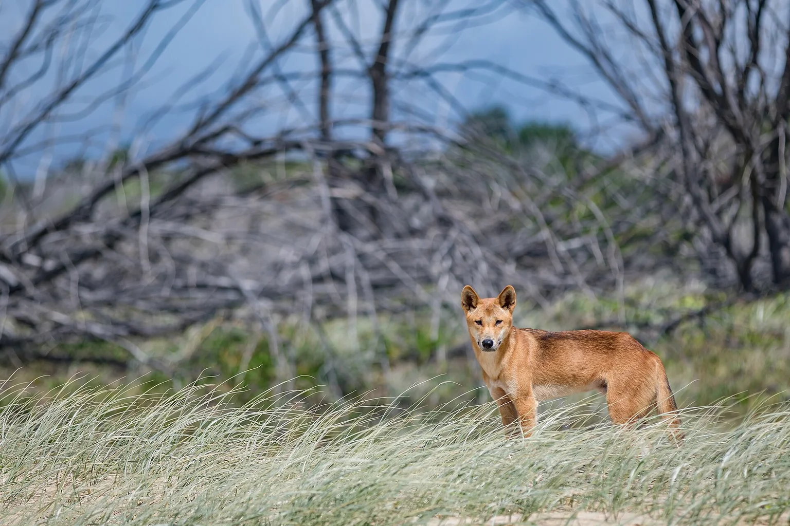 A golden-brown dingo stands alert in windblown dune grass, looking at the camera, with bare branches behind it.