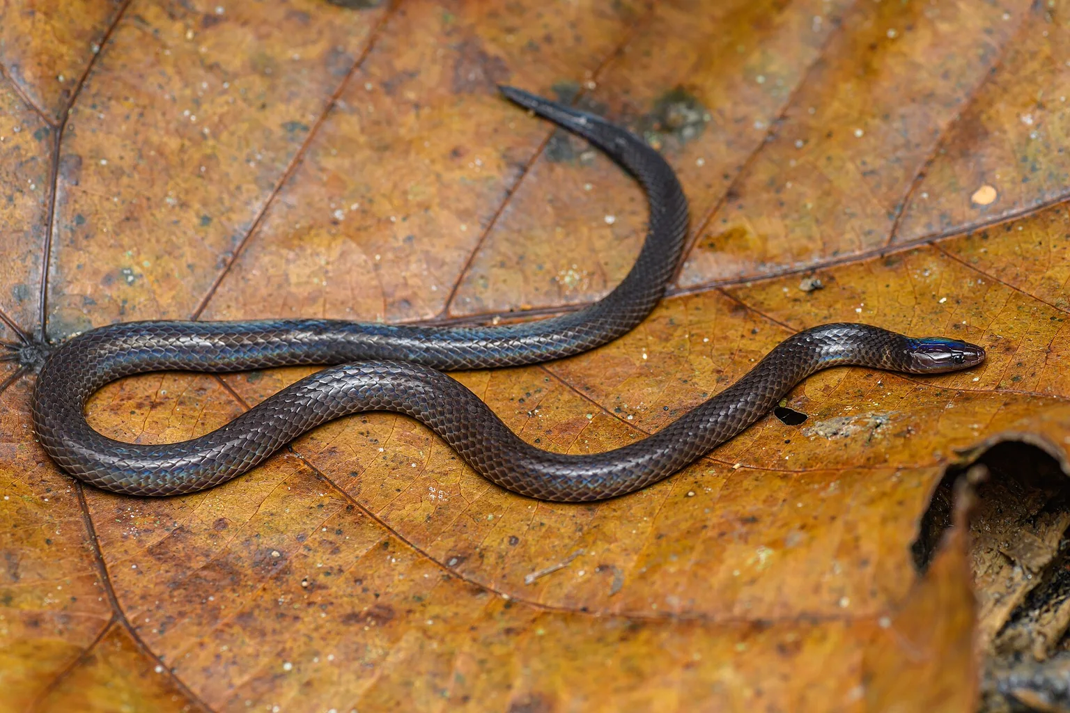 A slender dark dwarf reed snake with iridescent scales lying in an S-curve on a large orange-brown dead leaf.