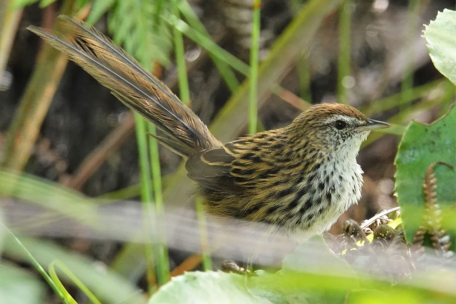 Close view of a North Island fernbird with streaked brown plumage and a long, raised tail among green wetland plants