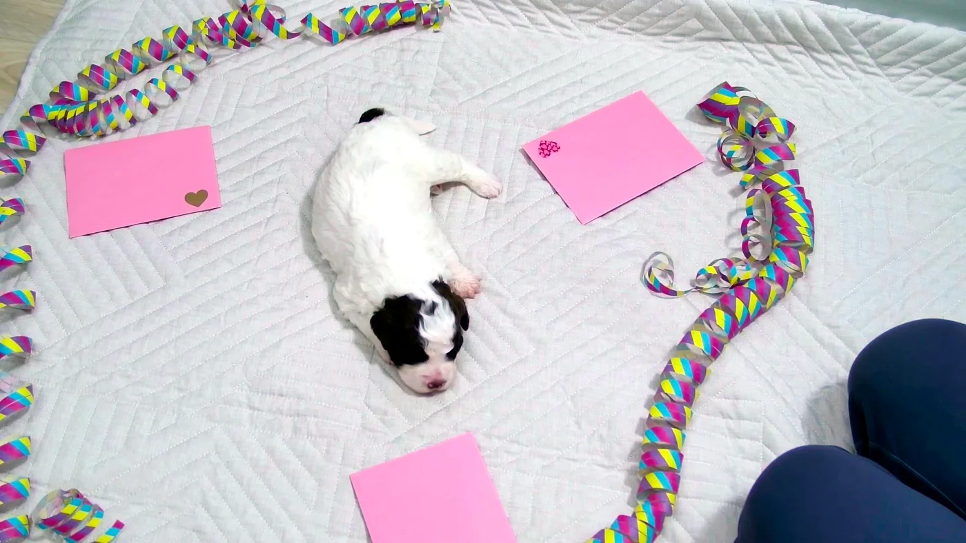 A white and brown lagotto puppy lies on a white blanket between pink cards and colorful streamers.