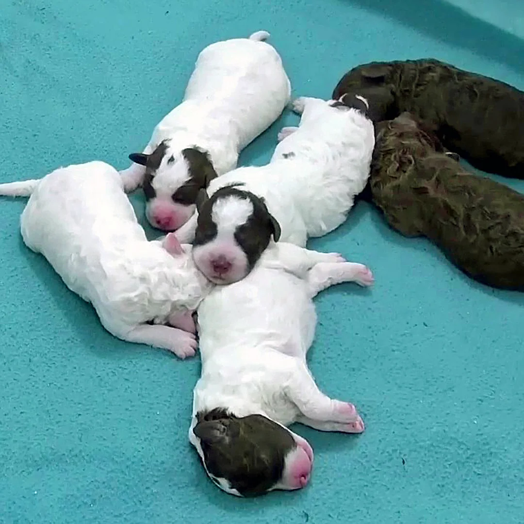 Three white and brown puppies curled up together on a teal blanket beside a brown sibling.