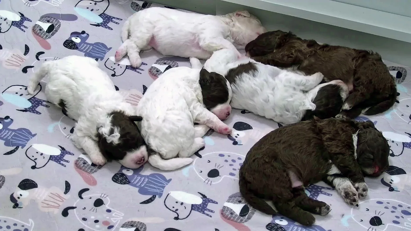 Five lagotto puppies, white and brown, asleep in a row on a patterned blanket.