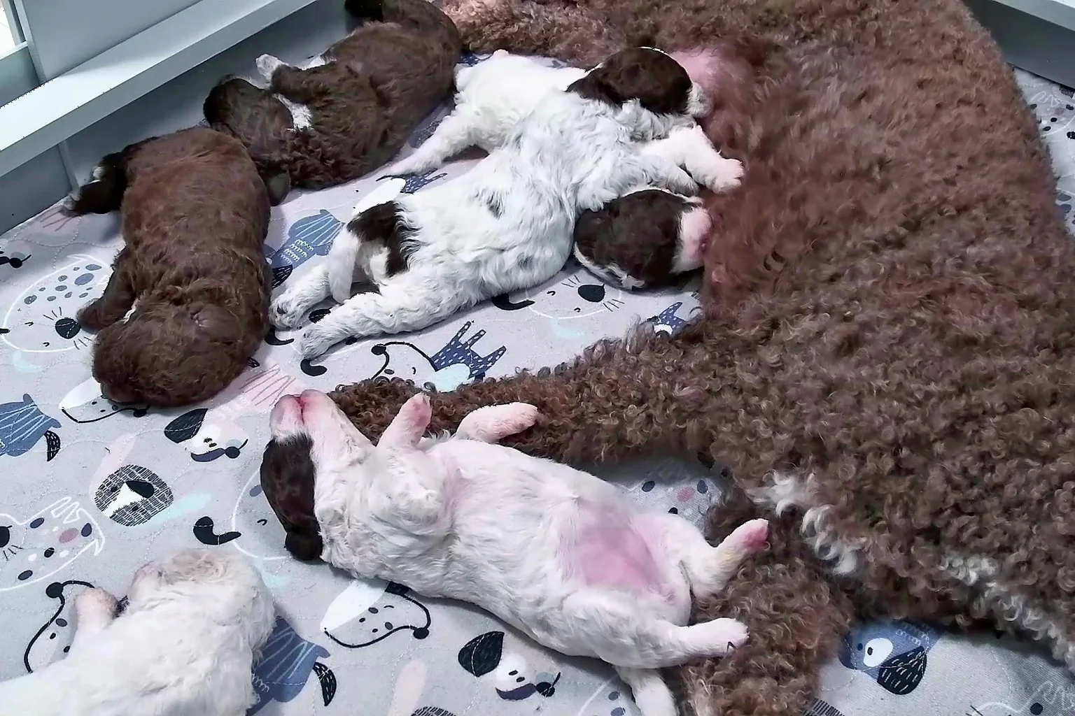 Lagotto romagnolo puppies, brown and white, sprawled asleep on a patterned blanket beside their curly brown mother, Hilkka.