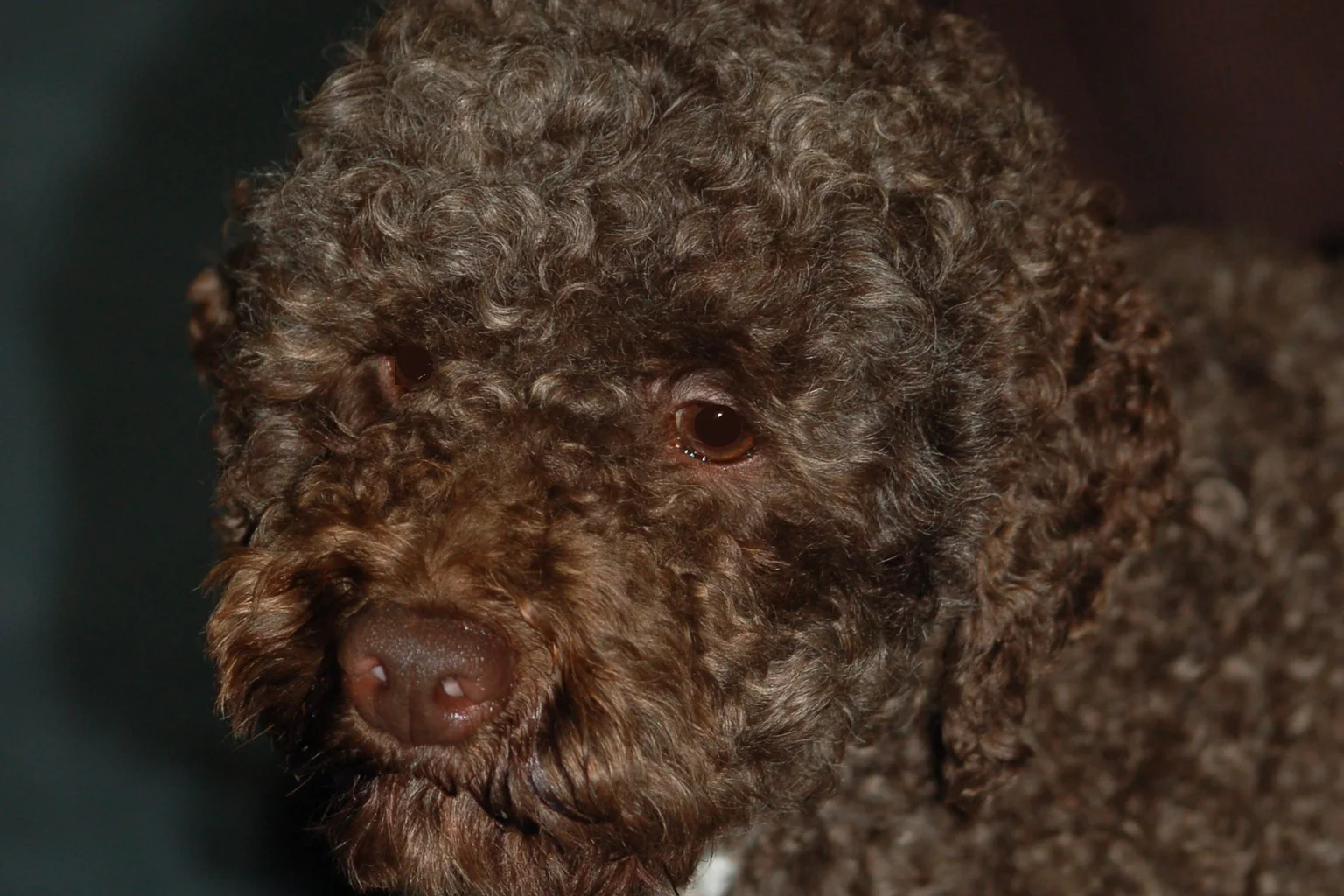 Close-up portrait of a brown, curly-coated Lagotto Romagnolo dog looking toward the camera