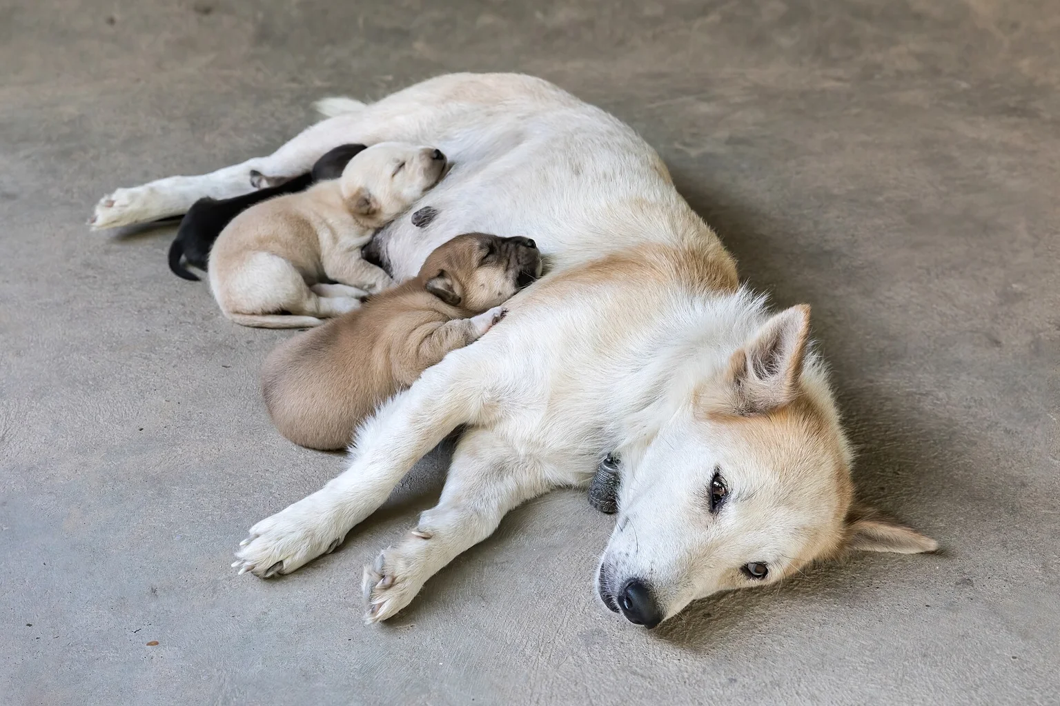 A white mother dog lies on a concrete floor while several small puppies nurse and sleep against her.