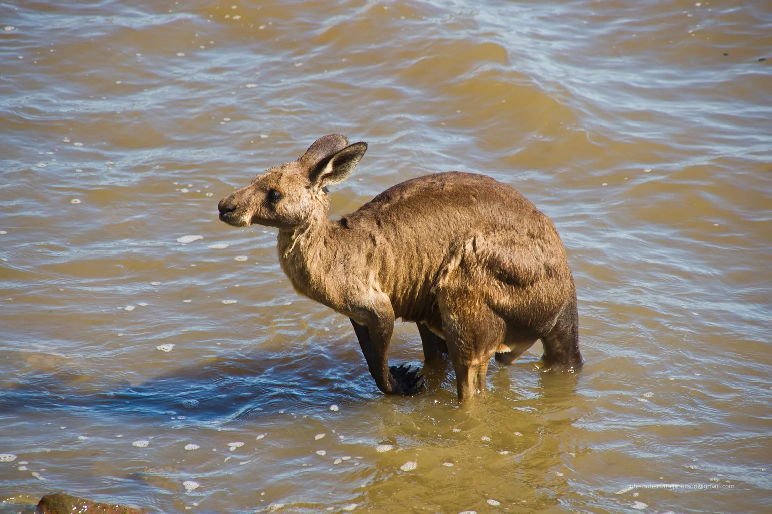 A wet eastern grey kangaroo standing in shallow seawater.