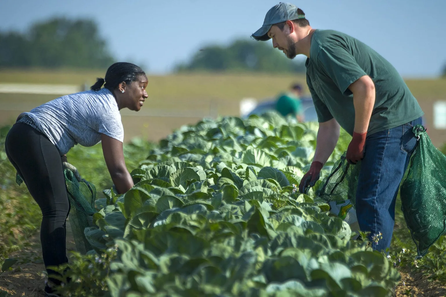 Two volunteers with mesh sacks pick collard greens from a long row of crops in a field under a blue sky