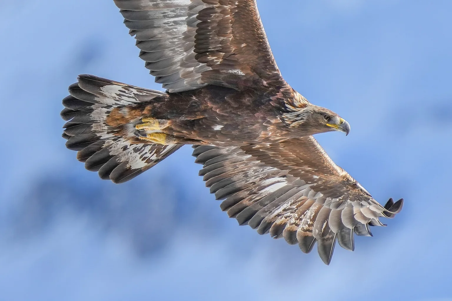 A wild golden eagle with spread wings and golden-brown plumage soaring against a blue sky