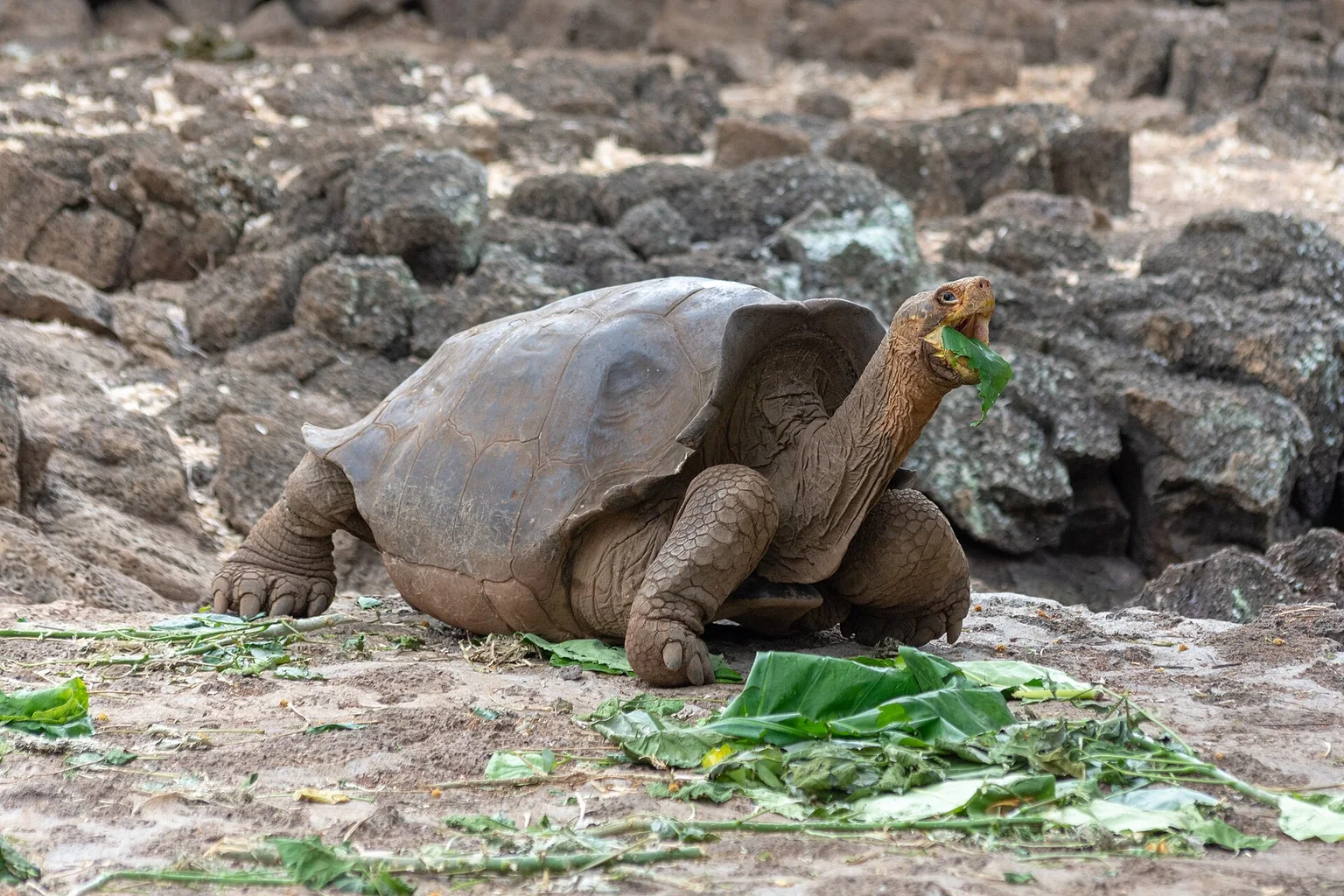 Large Galápagos giant tortoise with its neck raised, chewing green leaves on rocky ground