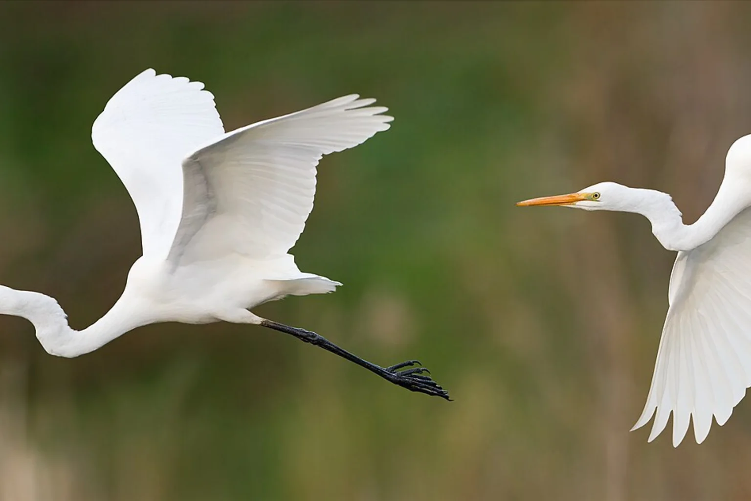 A white great egret with an orange bill and black legs, shown in two flight frames against a blurred green and brown reed background.