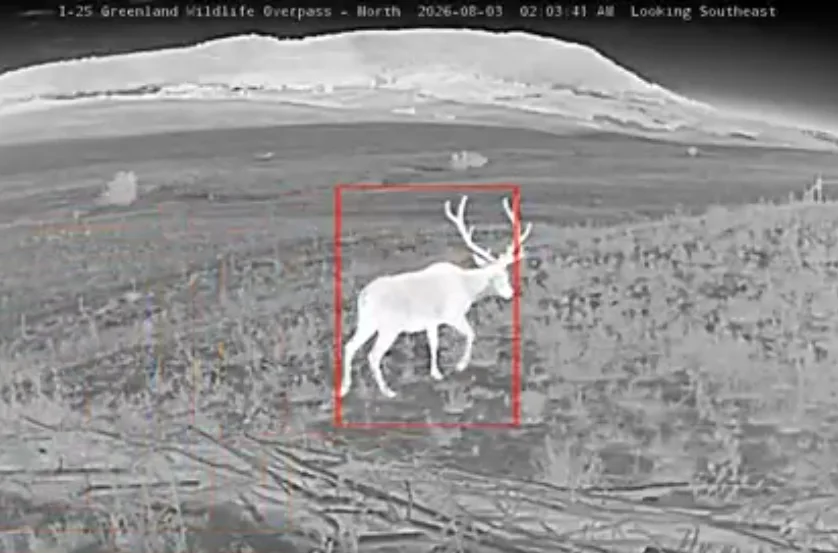 Thermal camera image of a bull elk with large antlers walking across the grassy overpass at night, outlined in a red detection box.