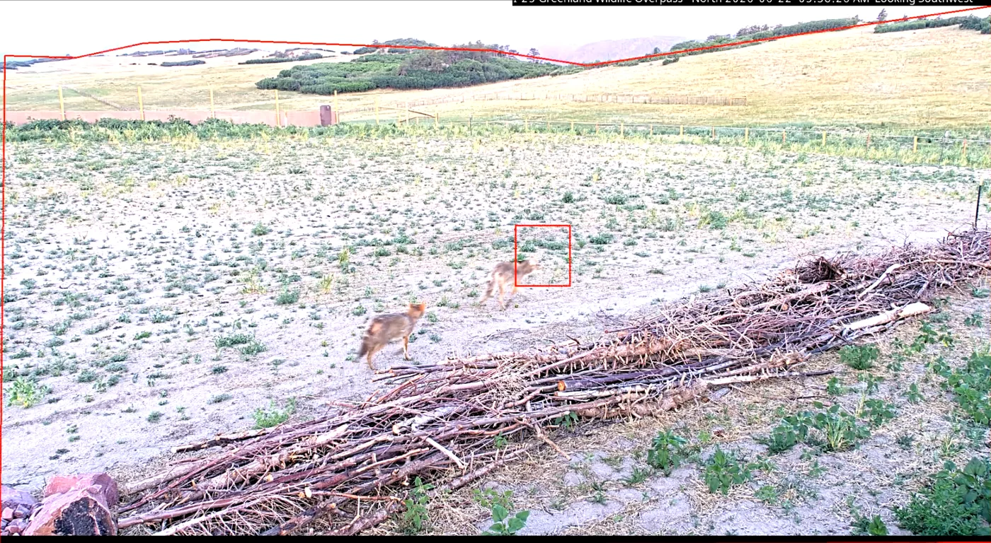 Daytime trail camera image of a coyote trotting across the sparse, freshly seeded ground of the overpass past a line of brush.