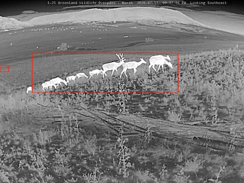 Thermal camera image of a line of elk, including a bull and several calves, walking single file across the overpass.