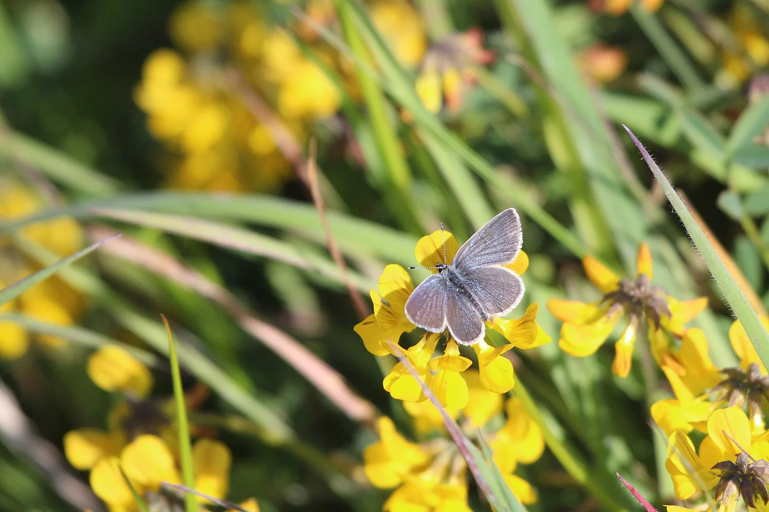 Small grey-brown butterfly with white-fringed wings perched on yellow trefoil flowers among grass blades