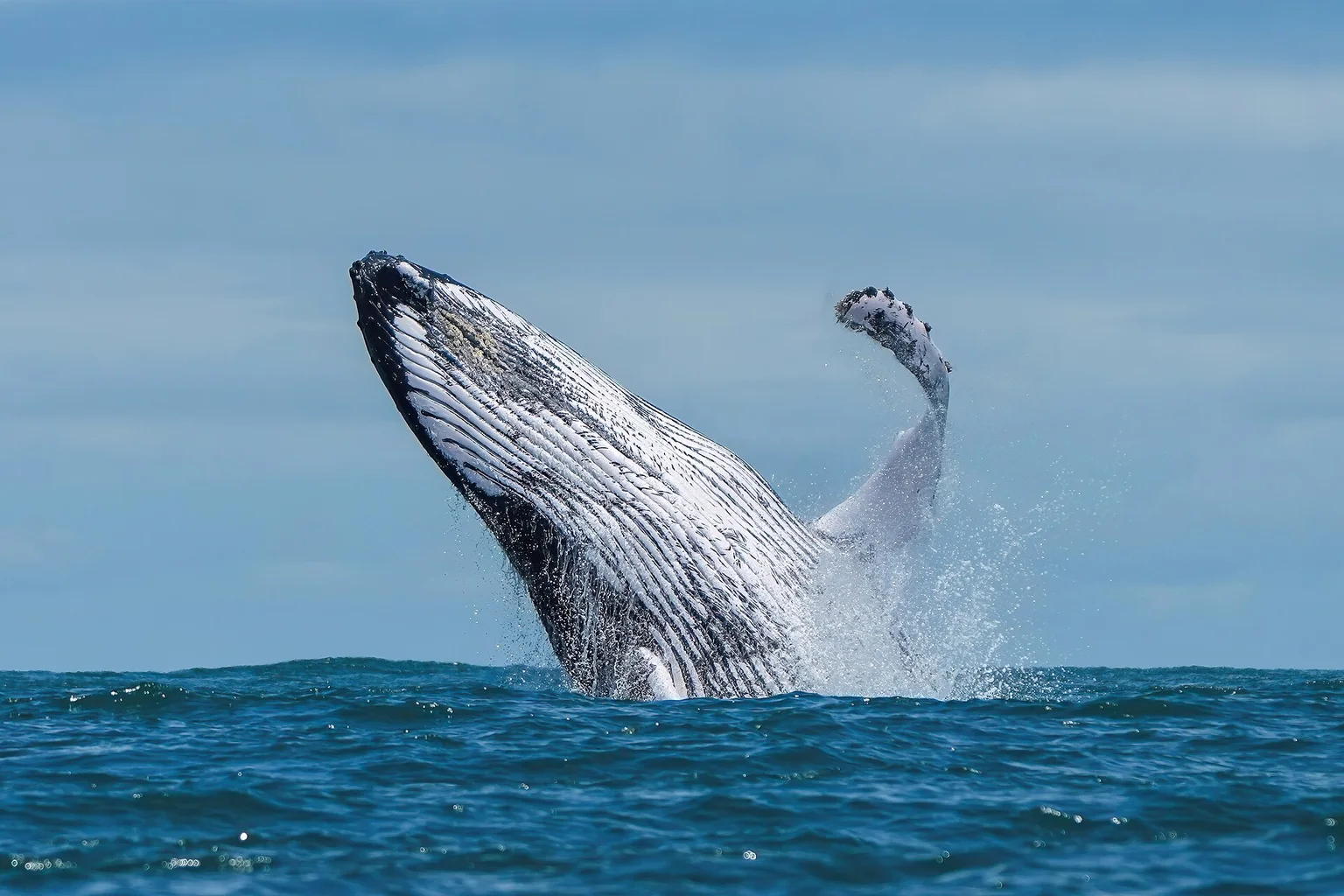 A humpback whale leaps from blue ocean water with one long white pectoral fin raised in the air