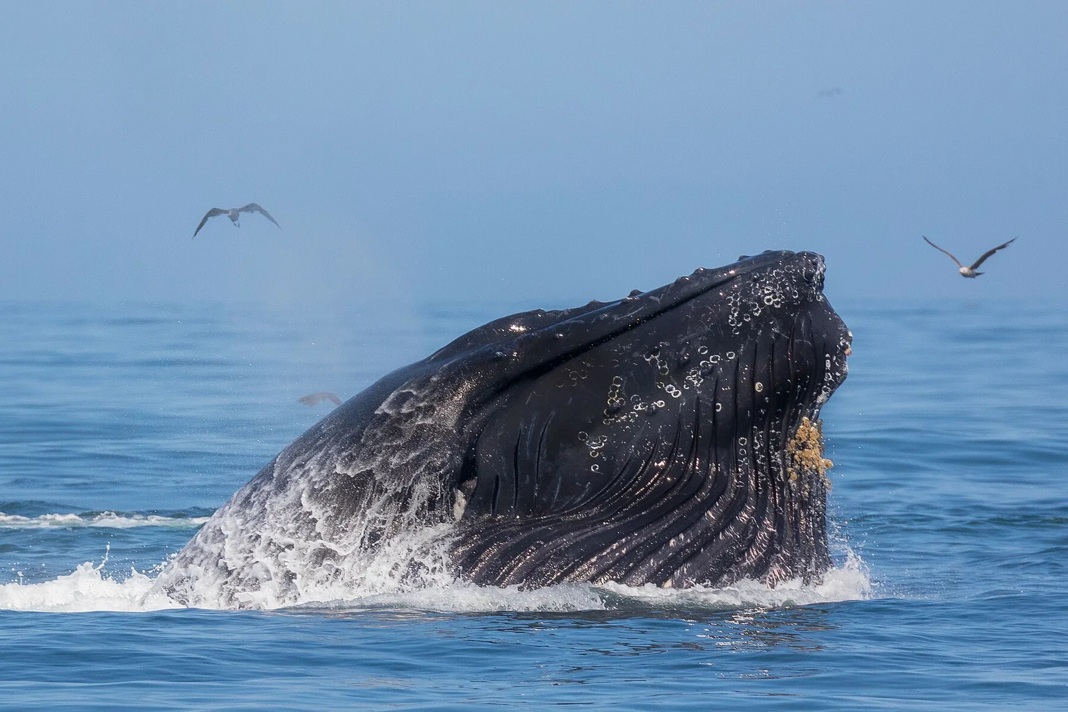 A humpback whale surfaces with its mouth open and throat pleats visible during a lunge-feeding event, with two gulls flying above blue water.