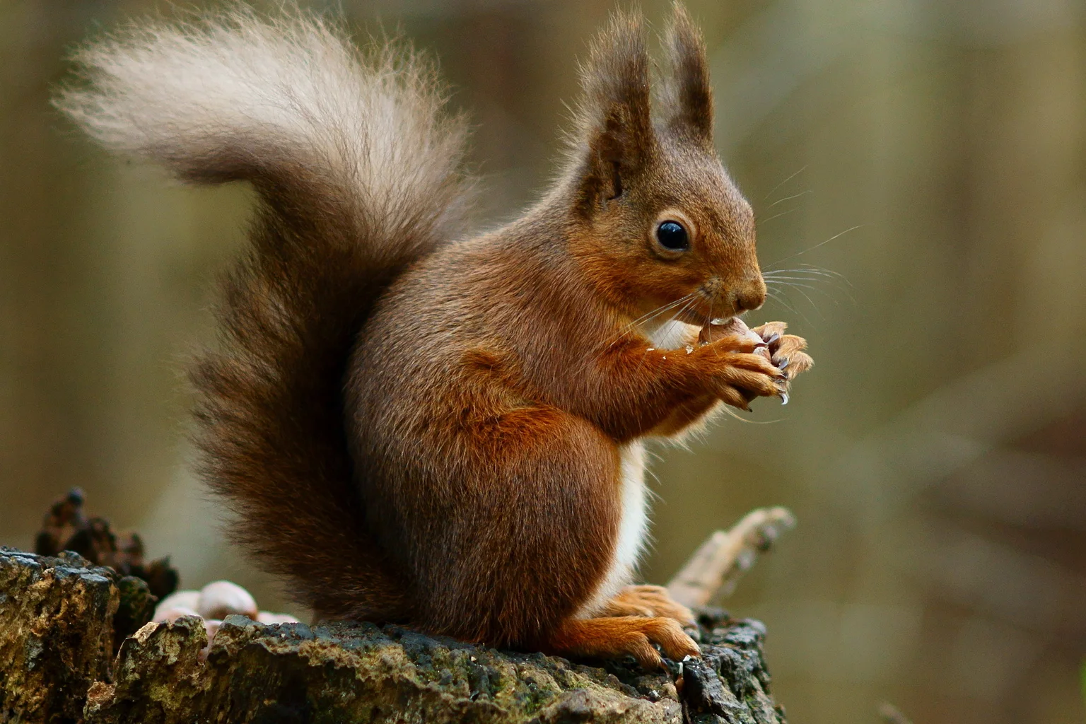 Red squirrel with ear tufts and bushy tail eating a nut on a mossy tree stump in a forest