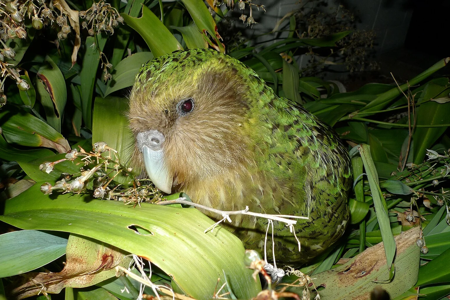 Close-up of a green and brown kākāpō among broad green leaves and seed stalks