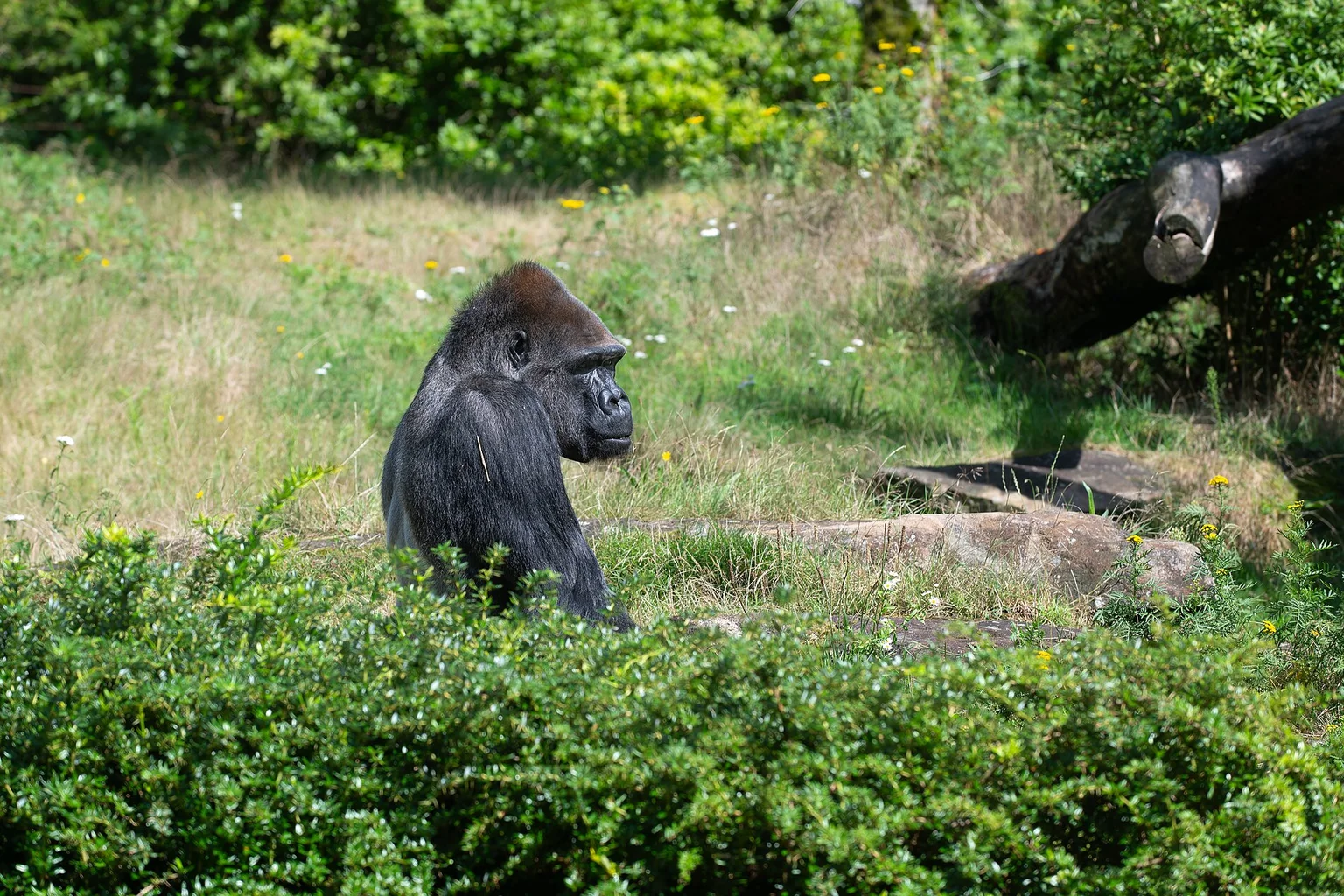 A male western lowland gorilla sits in grassy enclosure with a thoughtful, sideways gaze, surrounded by green shrubs.