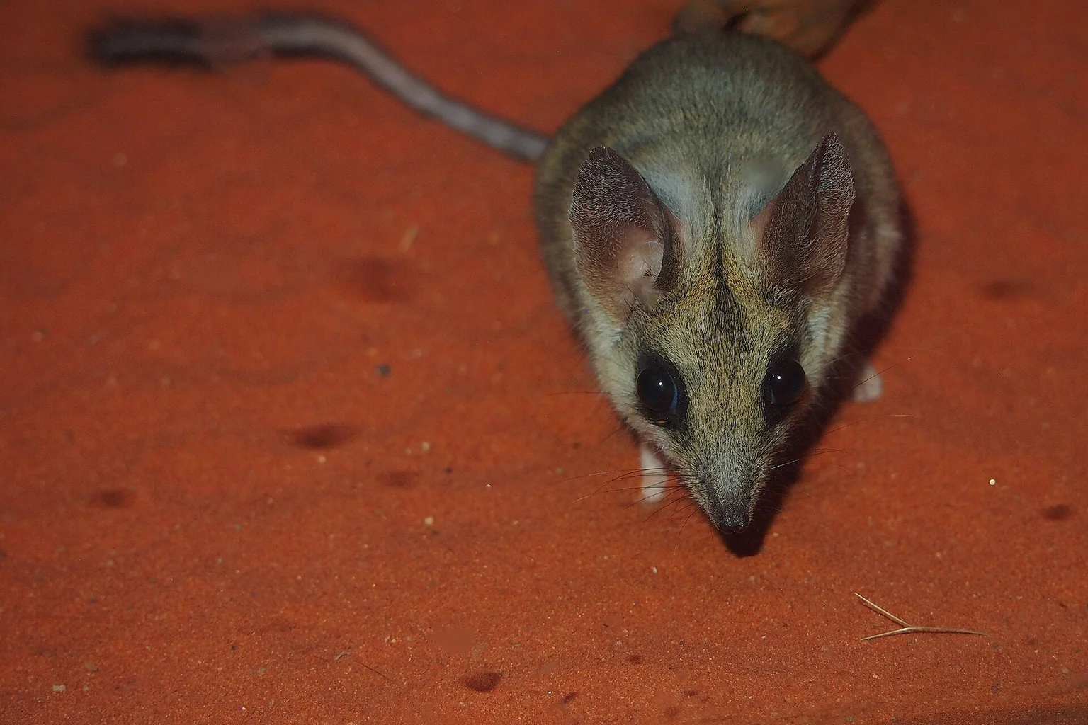 A small grey-brown kultarr with large ears and a long thin tail, walking on red desert sand toward the camera at night.