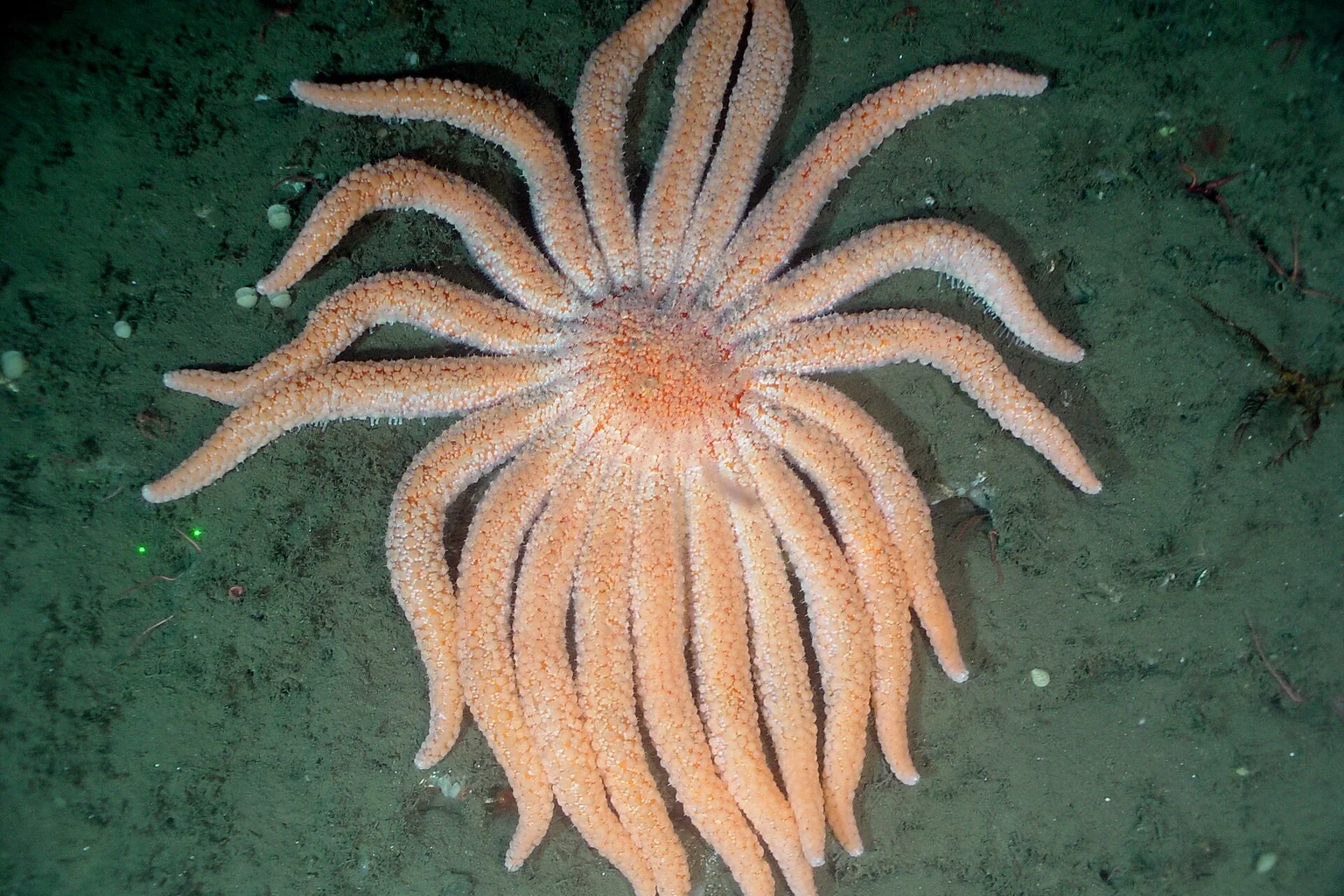 Top-down underwater view of an orange sunflower sea star with about twenty long arms on a green-gray seafloor