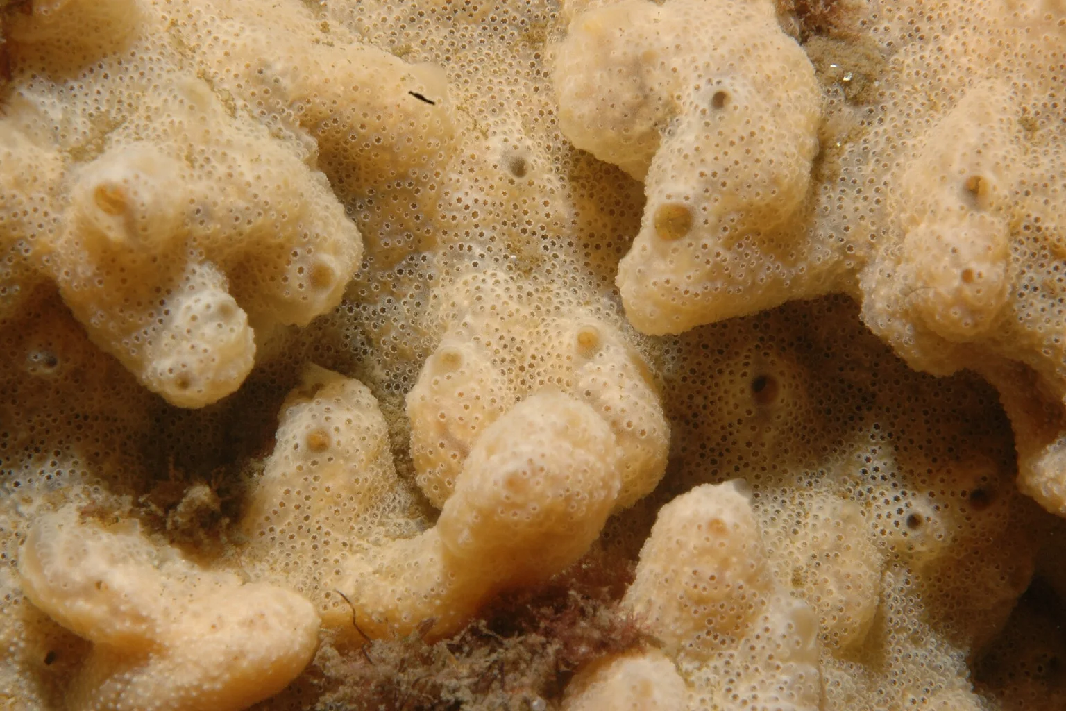 Underwater close-up of a cream-coloured carpet sea squirt colony with small pores and larger openings