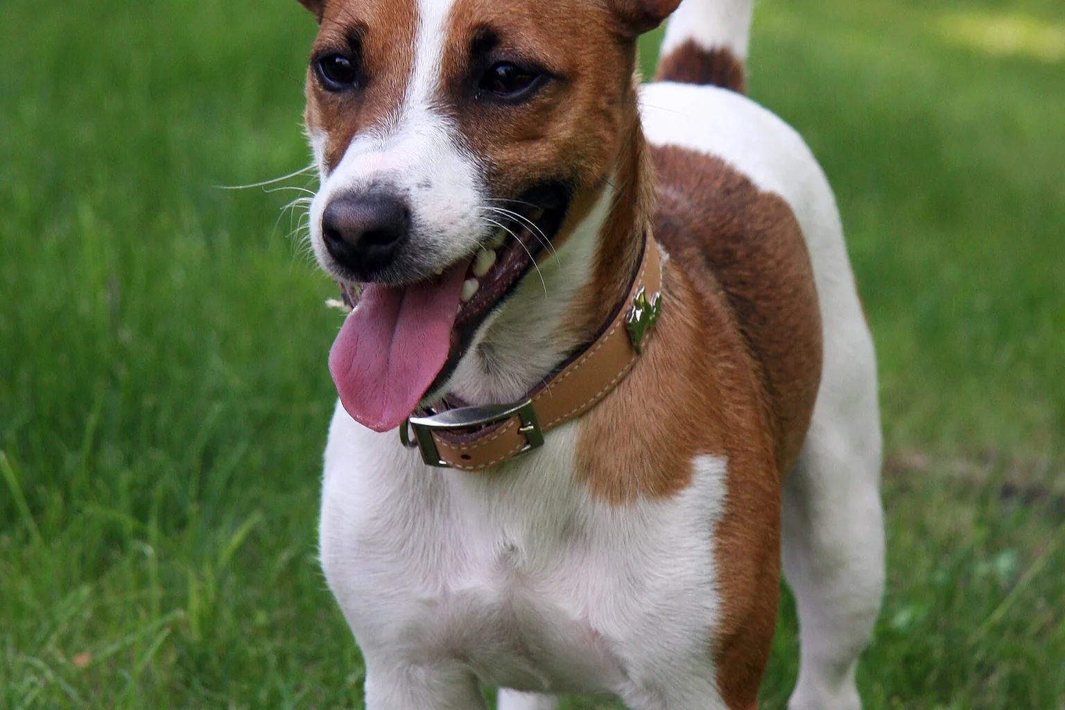 A smiling brown-and-white Jack Russell terrier wearing a tan leather collar stands on a sunlit lawn.