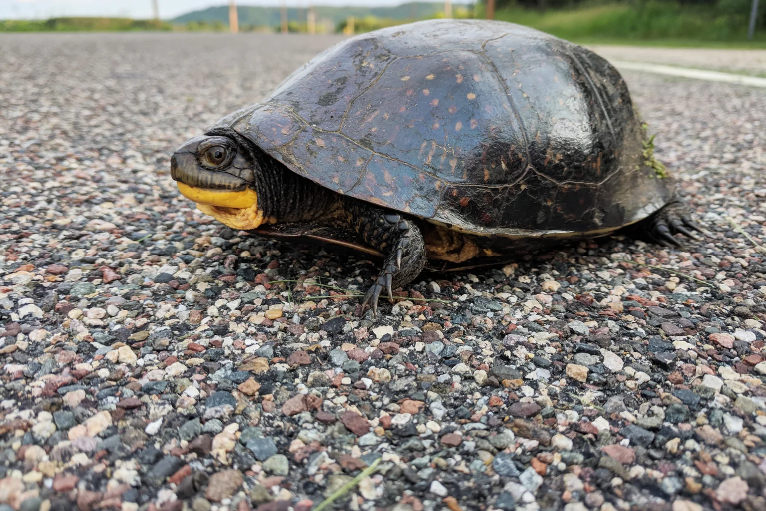 A Blanding's turtle with a dark domed shell and bright yellow throat walks across a gravel-flecked paved road.