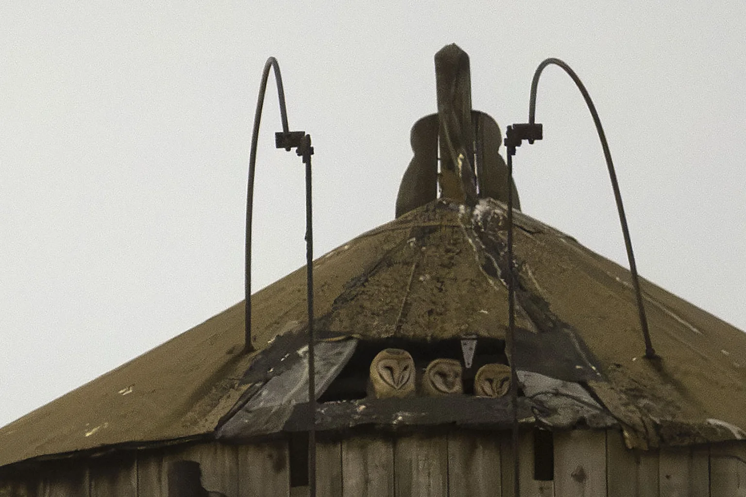 Three young barn owls peer out of an opening in the roof of a wooden water tank on Manhattan's Upper West Side.