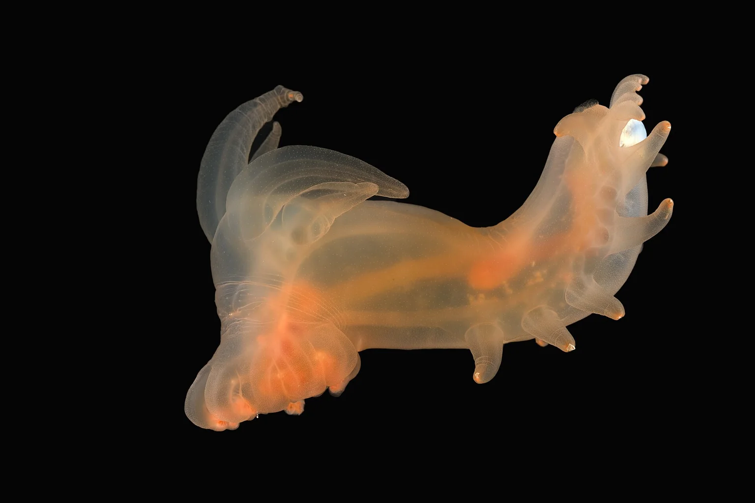 Translucent orange-tinted sea cucumber with tentacle-like appendages floating against a black background