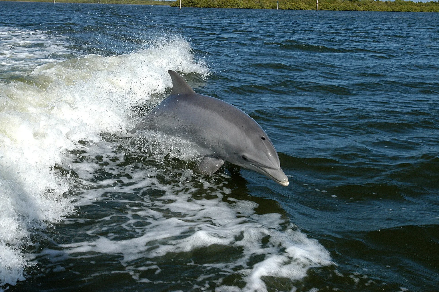 A gray bottlenose dolphin leaps from the churning wake of a boat in calm Florida waters, with mangroves behind it.