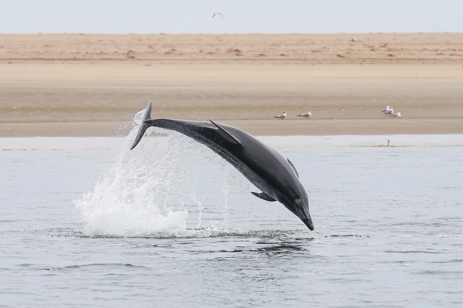 A grey bottlenose dolphin leaps clear of the water, spraying a plume, with sandbanks and gulls in the background.